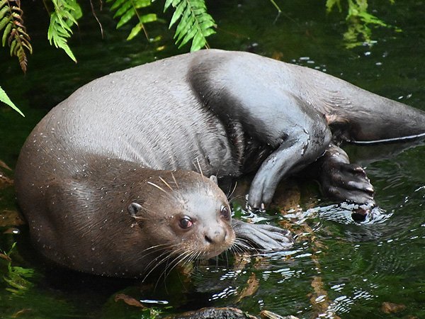 🦁 도르트문트 동물원(Zoo Dortmund)